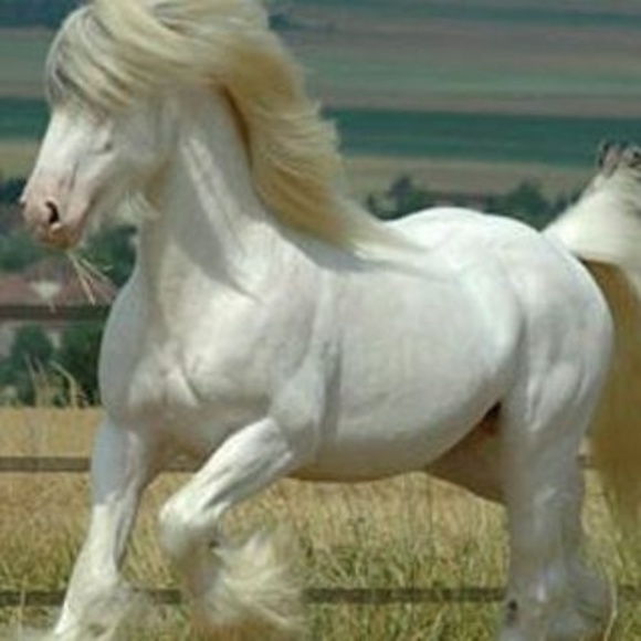 Meet your Posher, Haya - Picture 1 of 1